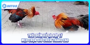 Thời Điểm Xổ Gà Hợp Lý